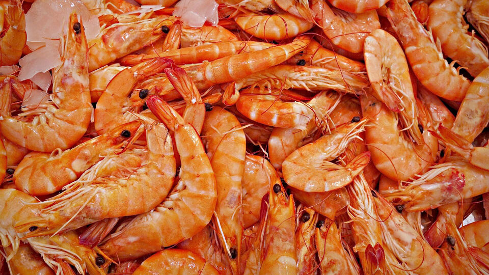 Caribbean Shrimp: Exquisite Freshness and Unique Taste from the Coast